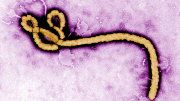 600 Cases, 139 Deaths: Timeline of the 2026 Ebola Global Emergency