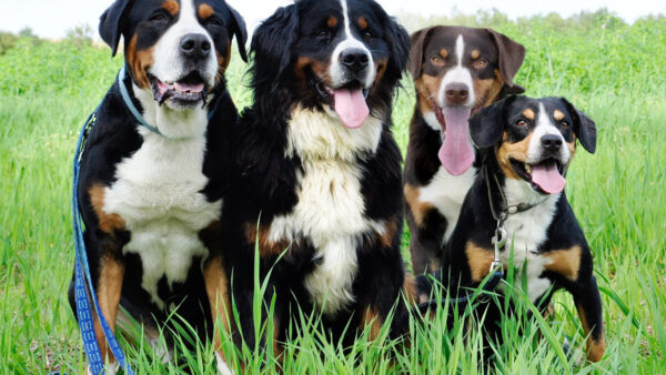 Zurich Tightens Dog Rules After Handling 1,700 Incidents in 2025