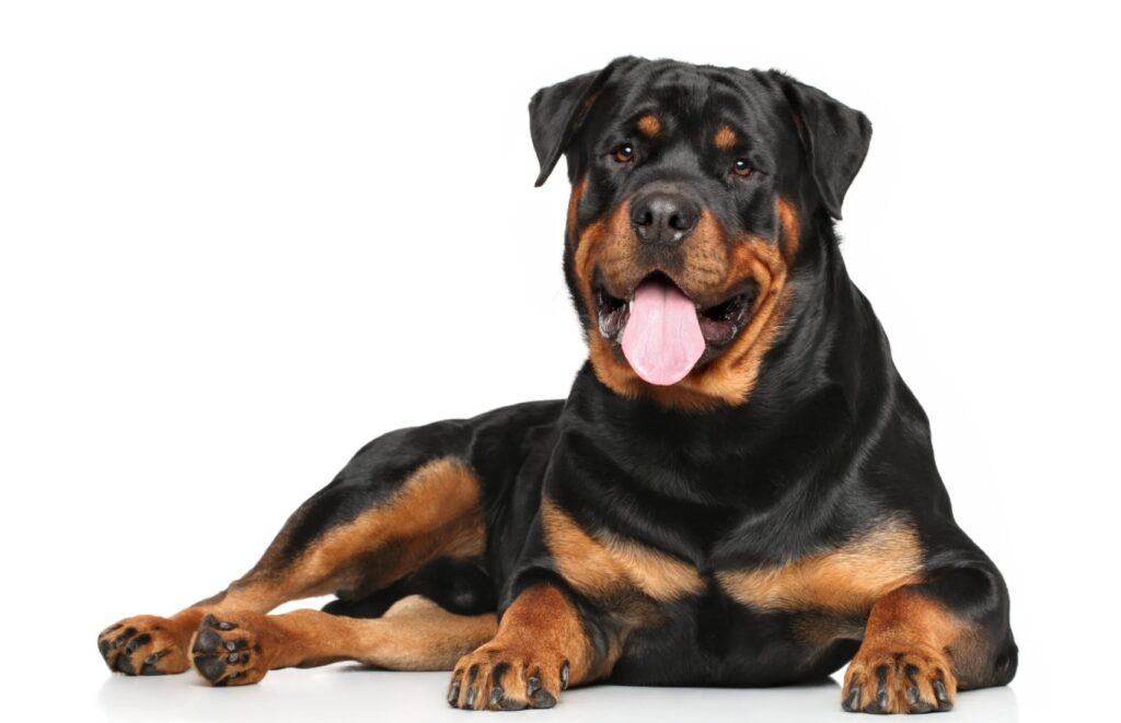 Zurich Bans Rottweilers