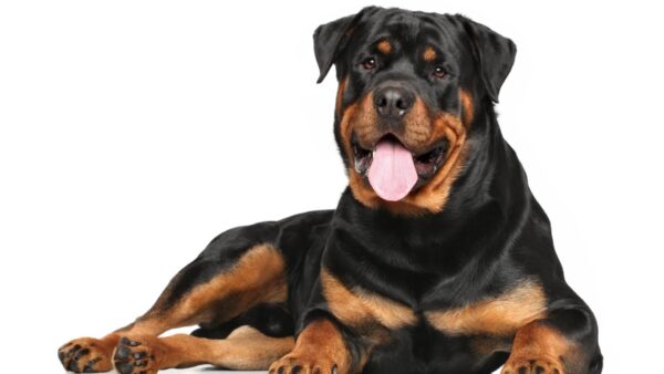 Zurich Bans Rottweilers: 2026 Enforcement Leaves Owners Facing Strict New Rules